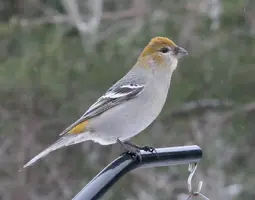 Pine grosbeak Dec 07.webp