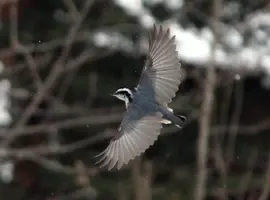 Nuthatch in flight wings spread Feb 8 15.webp