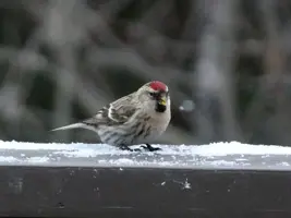 Redpoll on railing Feb 8 15.webp