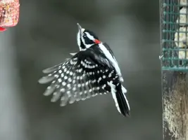 Woodpecker flying to suet Feb 15 15.webp