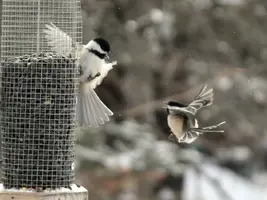 Chickadees bickering Feb 16 15.webp