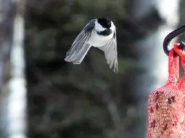 Chickadee flying in to suet Feb 14 15.webp