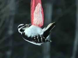 Woodpecker on suet in wind 2 Feb 14 15.webp