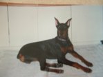 A picture of a picture-Duke about 7 months I think.JPG