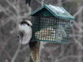 Whiskey Jack at suet 2 Mar 8 15.webp