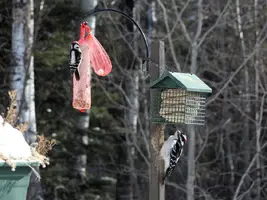 Big and small woodpecker Feb 22 15.webp