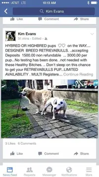 Mutt pups.webp