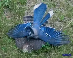 Hawk and Bluejay.webp