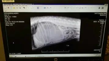 Marco bloat xray.webp