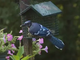 Bald bluejay on suet Aug 27 15.webp