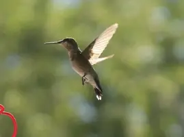 Humming bird hovering Aug 14 15.webp