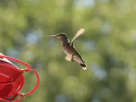 Humming bird flying by feeder.webp