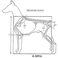 Dpca standard outline.webp