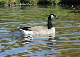 Goose swimming close sized Oct 3 15.webp