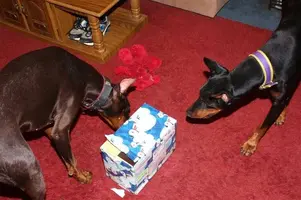 doberman-chat.comIMG_0258 (Medium).webp