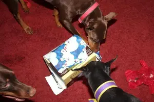 doberman-chat.comIMG_0280 (Medium).webp