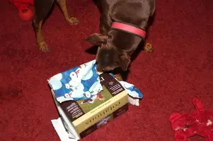 doberman-chat.comIMG_0282 (Medium).webp