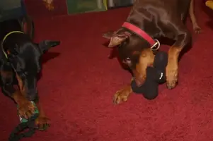 doberman-chat.comIMG_0311 (Medium).webp