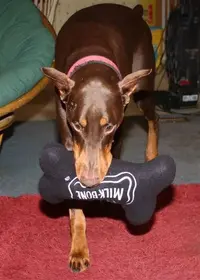 doberman-chat.comIMG_0340 (Medium).webp