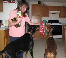 waiting for stockings.webp