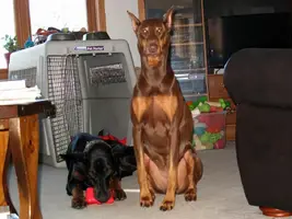 Della protecting Albert with SS toy Dec 27 15.webp