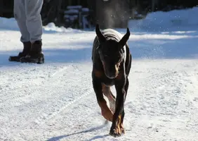 Trotting head on kicking up snow Dec 27 15.webp