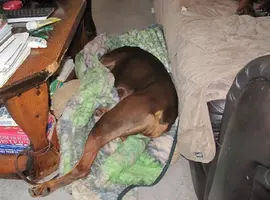 On floor head under blanket wider Dec 30 15.webp
