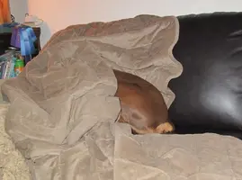Under couch cover Oct 23 15.webp
