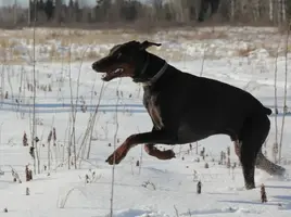 Atti running from side.webp