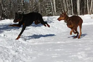 Both running Albert jumping Feb 16 16.webp
