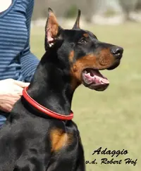 adagio1.webp