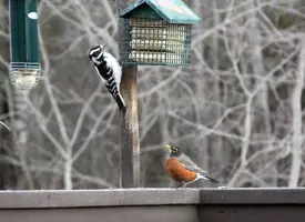 Robin and woodpecker at suet Apr 9 16.webp