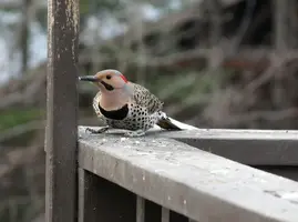 Flicker by suet front angle Apr 16 16.webp