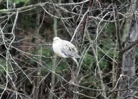 Mourning dove puffed up in tree closer Apr 18 16.webp