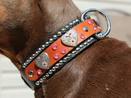 Rob collar close Aug 26 15.webp