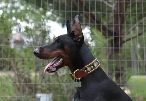 True collar from side closer May 22 12 sized.webp