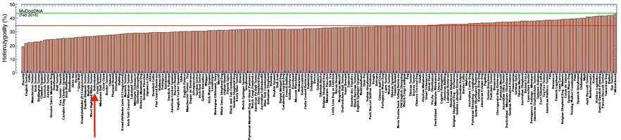 _doberman-_mdd_genetic_diversity_by_rank_copy_3.webp
