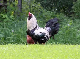 Naughty rooster.webp