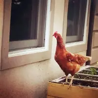 Stalker chicken looking in window.webp