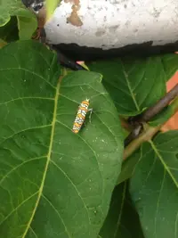 BeetleOrangeWhiteBlack.webp