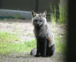 Fox mom sitting close June 08.webp