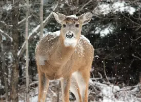 Buck looking in window snowy 2 Jan 13 16.webp