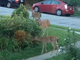 DeerMamaTwoFawns2.webp