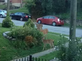 DeerMamaTwoFawns.webp
