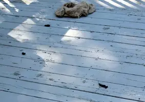 Poop on deck Aug 17 16.webp