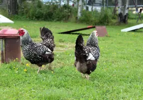 Chickens.webp