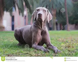 WeimaranerLaying.webp