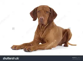 VislaLayingDown.webp