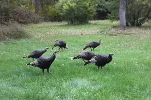 Hope 5 months and wild turkesy 021.webp