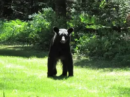 Bear head on sized July 2 14.webp